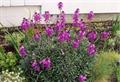 Erysimum Bowles Mauve